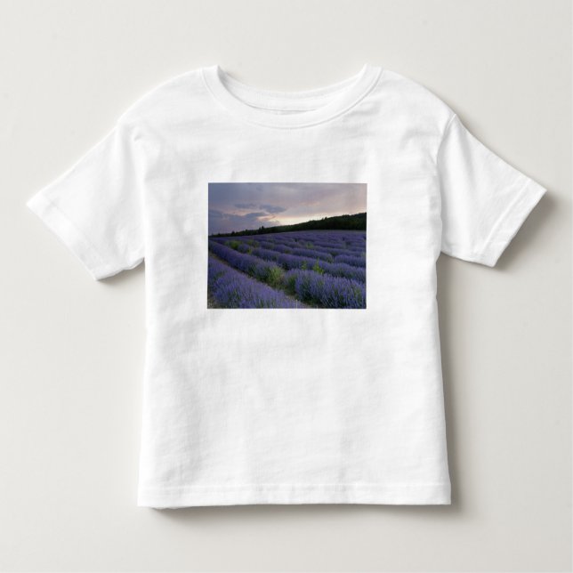 Camiseta De Bebé Campo de la lavanda en la puesta del sol (Anverso)