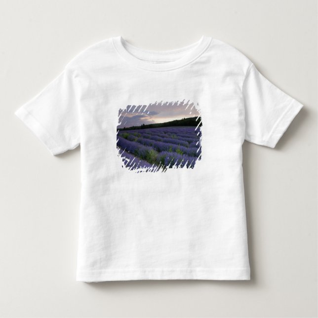 Camiseta De Bebé Campo de la lavanda en la puesta del sol (Anverso)