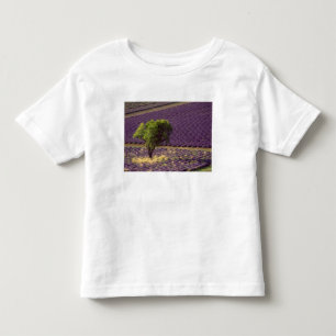 Camiseta De Bebé Campo de lavanda en Alta Provenza, Francia