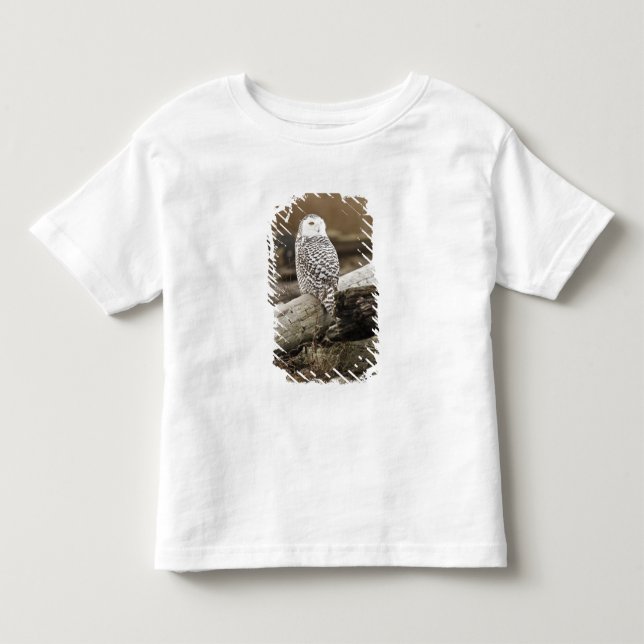 Camiseta De Bebé Canadá, Bahía Boundary, Búho Nival (Anverso)