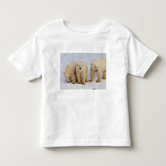 Camiseta De Bebé Canadá, Bahía Hudson. Madre de oso polar con dos (Anverso)