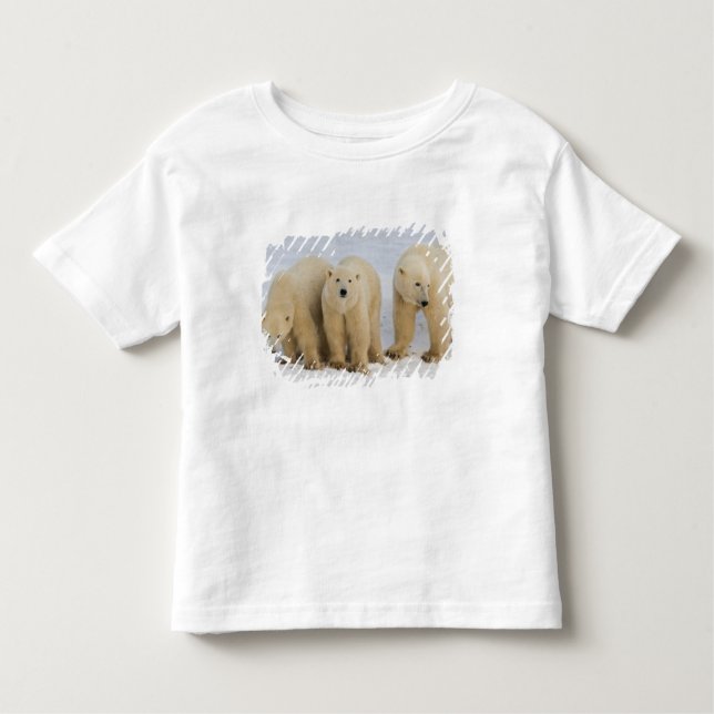 Camiseta De Bebé Canadá, Bahía Hudson. Madre de oso polar con dos (Anverso)