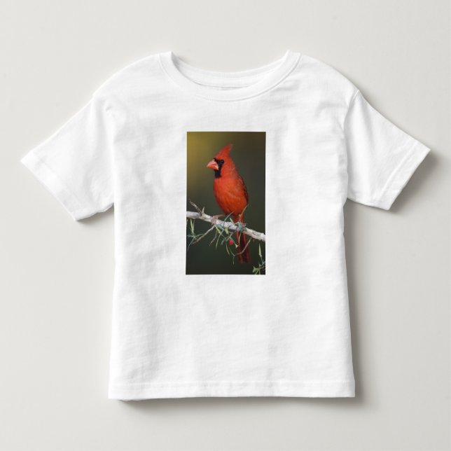 Camiseta De Bebé Cardenal Norteño, Cardinalis cardinalis, macho (Anverso)