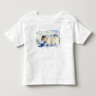 Camiseta De Bebé carnero de Dall, Ovis dalli, carnero de cuerno com