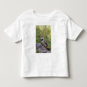 Camiseta De Bebé Carpintero americano, Colaptes auratus, de eje roj