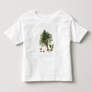 Camiseta De Bebé Castaña dulce, grabada por A. Haase (litho del