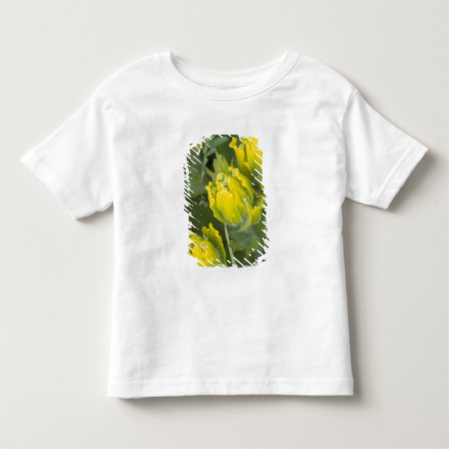 Camiseta De Bebé Castilleja del pincel dorado indio (Anverso)