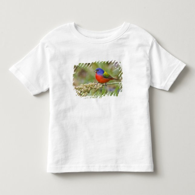 Camiseta De Bebé Cazamoscas pintado (Passerian ciris) macho aliment (Anverso)
