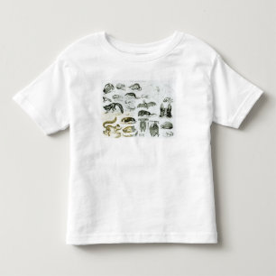 Camiseta De Bebé Cheiroptera, Insectivora