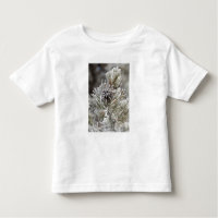 Cierre del cono de pino congelado, Yellowstone