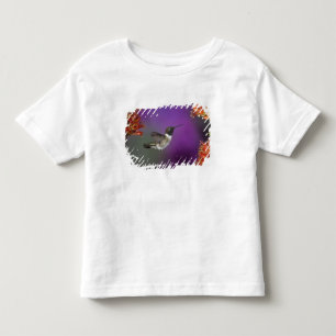Camiseta De Bebé Colibrí de barbilla negra, Archilochus alexandri,