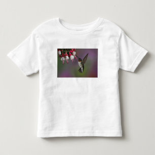 Camiseta De Bebé Colibrí garganta rubí macho, Archilochus