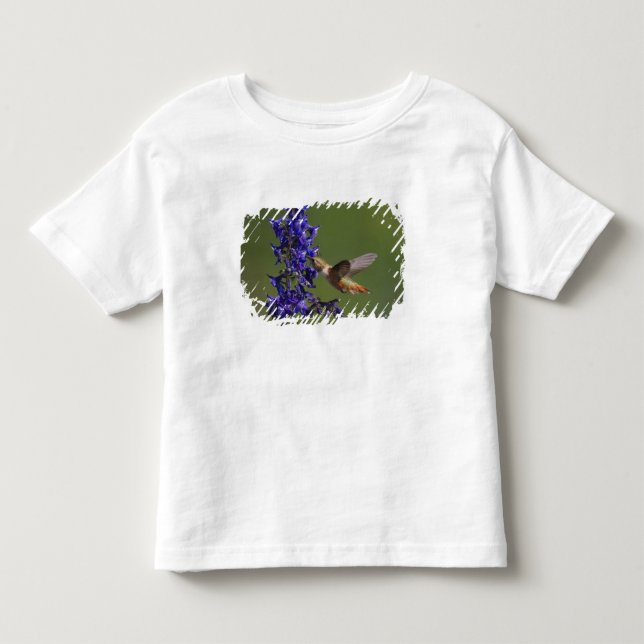 Camiseta De Bebé Colibrí rufescente (Anverso)