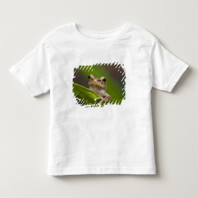 Camiseta De Bebé Coqui común, Eleutherodactylus coqui (Anverso)