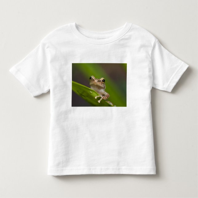 Camiseta De Bebé Coqui común, Eleutherodactylus coqui (Anverso)