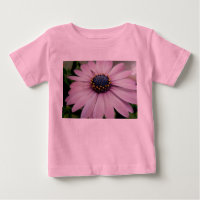 Daisy Baby Híbrido Rosa