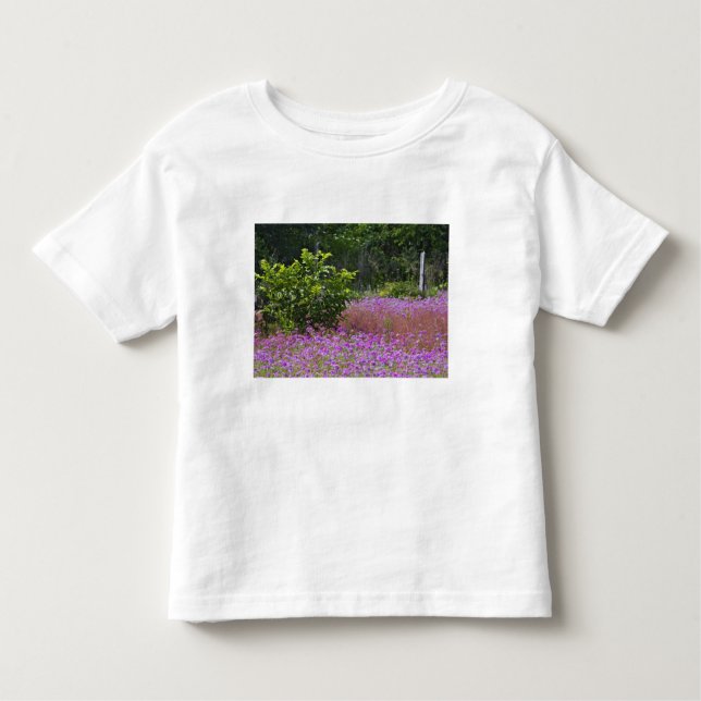 Camiseta De Bebé Drummond Phlox, Phlox drummondi, jefe Hilton (Anverso)