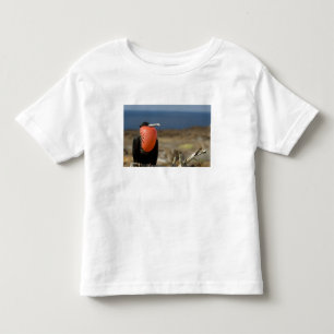 Camiseta De Bebé Ecuador, Galápagos, Isla Genovesa. Príncipe