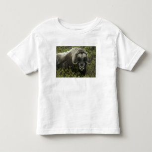 Camiseta De Bebé EE. UU., Alaska, Nome. Primer plano de buey almizc