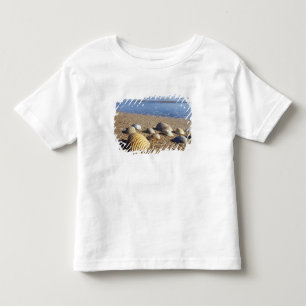Camiseta De Bebé EE. UU., Florida, conchas marinas costeras