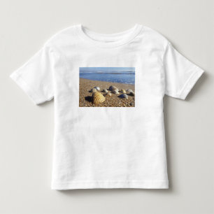 Camiseta De Bebé EE. UU., Florida, conchas marinas costeras