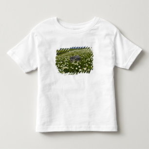 Camiseta De Bebé EE. UU., Montana, margarita silvestre floreciendo