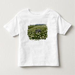 Camiseta De Bebé EE.UU., Montana, Wild Daisy floreciendo en pradera