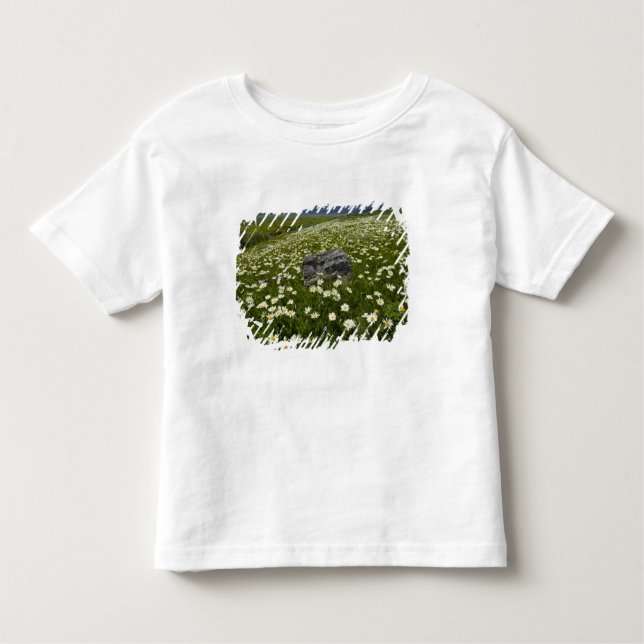 Camiseta De Bebé EE.UU., Montana, Wild Daisy floreciendo en pradera (Anverso)