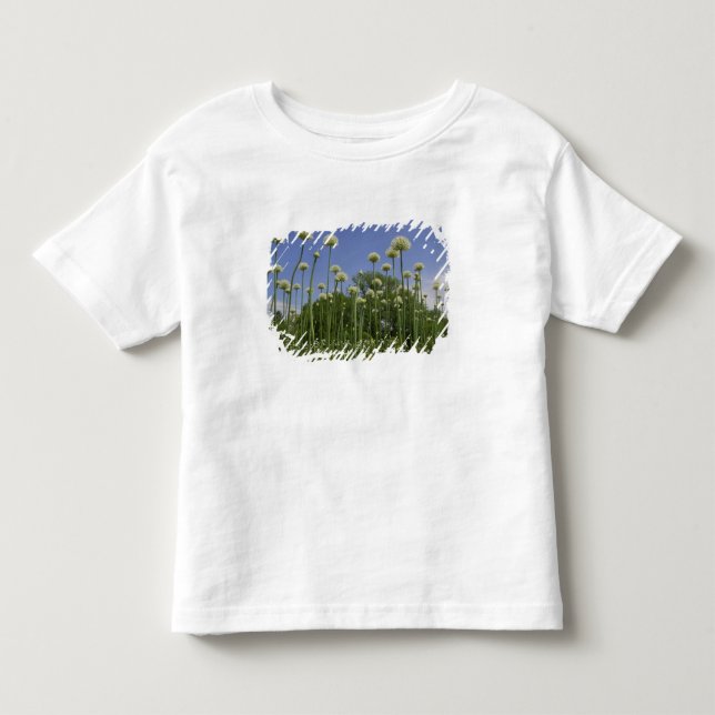 Camiseta De Bebé EE. UU., Nueva Inglaterra, Massachusetts, Boston,  (Anverso)
