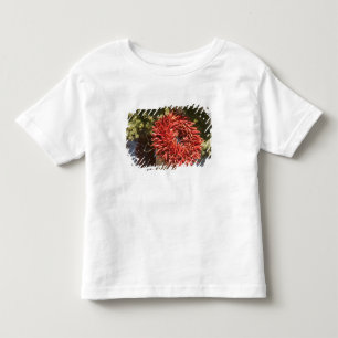 Camiseta De Bebé EE. UU., Nuevo México, Santa Fe: Centro de Santa F