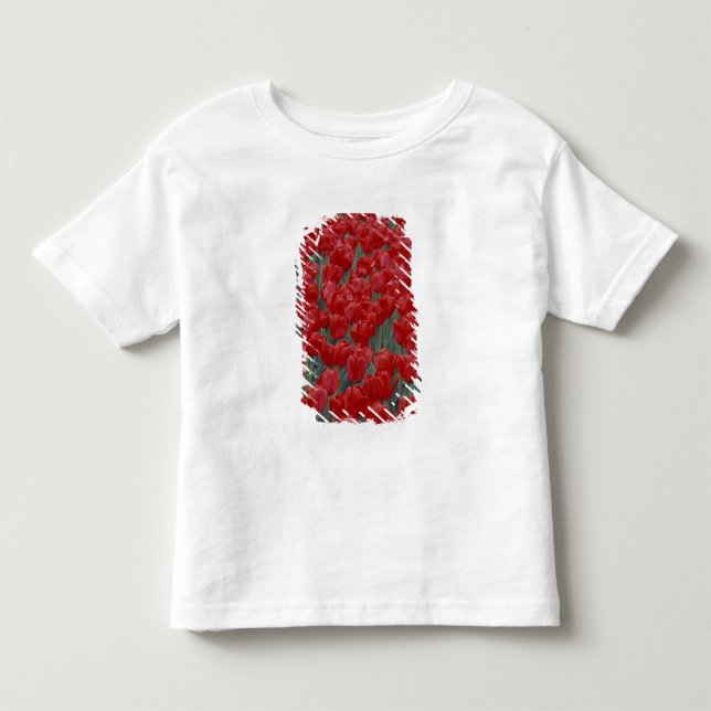 Camiseta De Bebé EE. UU., Ohio, Cincinnati. Lecho de tulipanes rojo (Anverso)