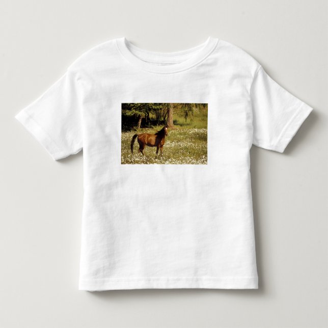 Camiseta De Bebé EE. UU., Oregón. Caballo en campo de margaritas (Anverso)