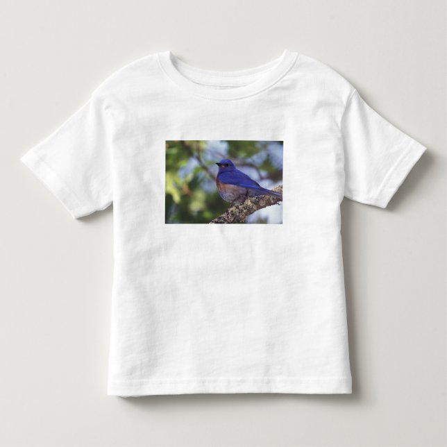 Camiseta De Bebé EE. UU., Oregón. Macho de azulejo occidental (Anverso)