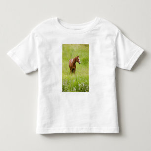 Camiseta De Bebé EE. UU., Washington, Caballo en campo de primavera