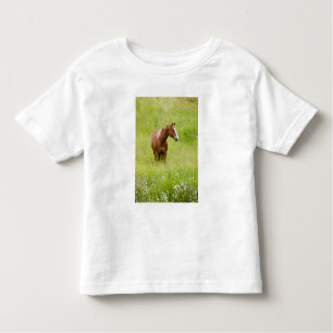 Camiseta De Bebé EE.UU., Washington, caballo en el campo de primave