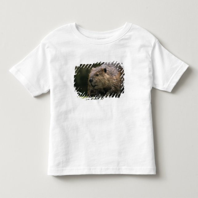 Camiseta De Bebé EE. UU., Washington, Northwest Trek. Castor (Anverso)