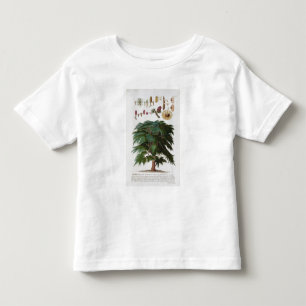 Camiseta De Bebé El cedro, grabado por Juan Jacobo Haid (1704-67)