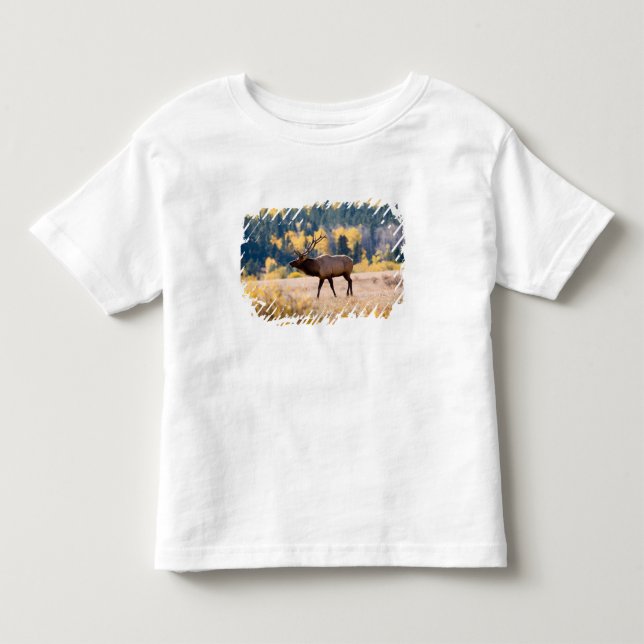 Camiseta De Bebé Elk en el Parque Nacional de las Montañas Rocosas, (Anverso)