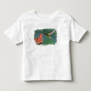 Camiseta De Bebé Esmeralda de Cabeza Cobriza, Elvira cupreiceps,