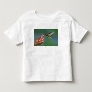 Camiseta De Bebé Esmeralda de cabeza cobriza, Elvira cupreiceps,