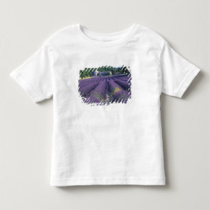 Camiseta De Bebé Europa, Francia, Provenza. Campos de lavanda