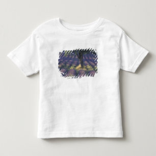 Camiseta De Bebé Europa, Francia, Provenza, Sault, Lavanda