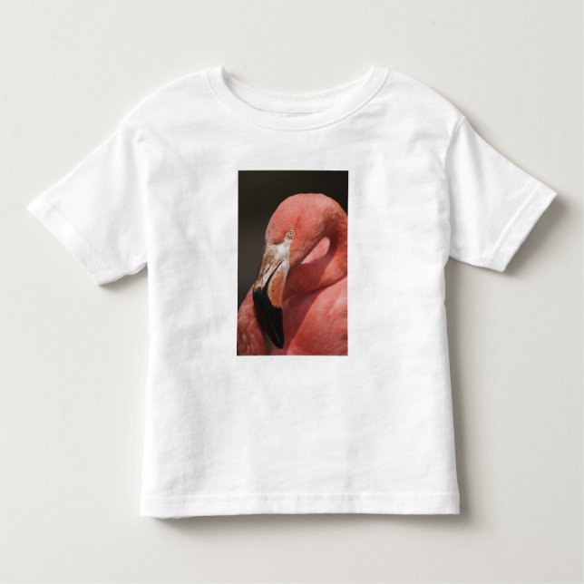 Camiseta De Bebé Flamingo chileno, Phoenicopterus chilensis (Anverso)