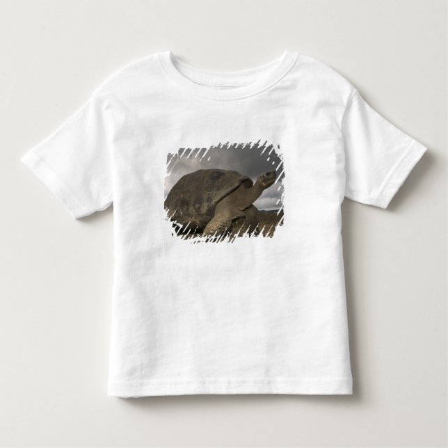 Camiseta De Bebé Galápagos Gigante Tortoise Geochelone (Anverso)