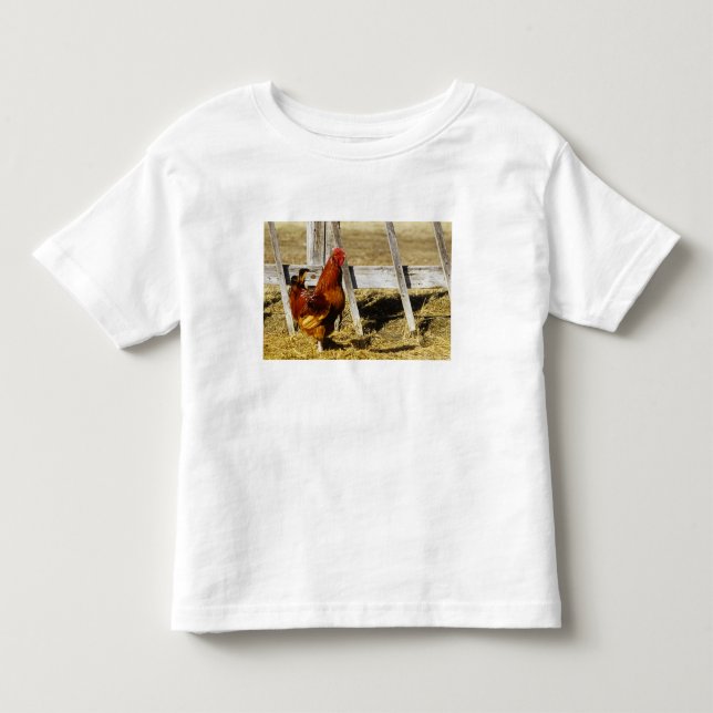 Camiseta De Bebé Gallo rojo de Rhode Island (Anverso)