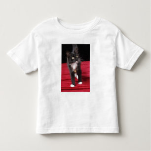 Camiseta De Bebé Gatito blanco y negro de pelo corto, 2 1/2 meses