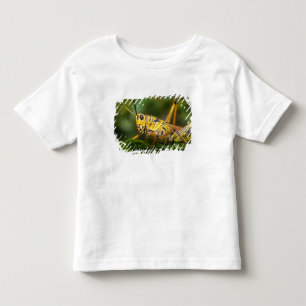 Camiseta De Bebé Grasshopper, Parque Nacional Everglades, Florida,