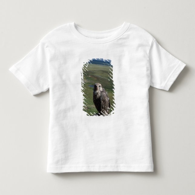 Camiseta De Bebé halcón gerifalte, Falco rusticolus, juvenil (Anverso)