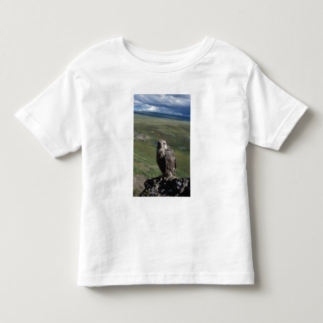 Camiseta De Bebé halcón gerifalte, Falco rusticolus, juvenil (Anverso)