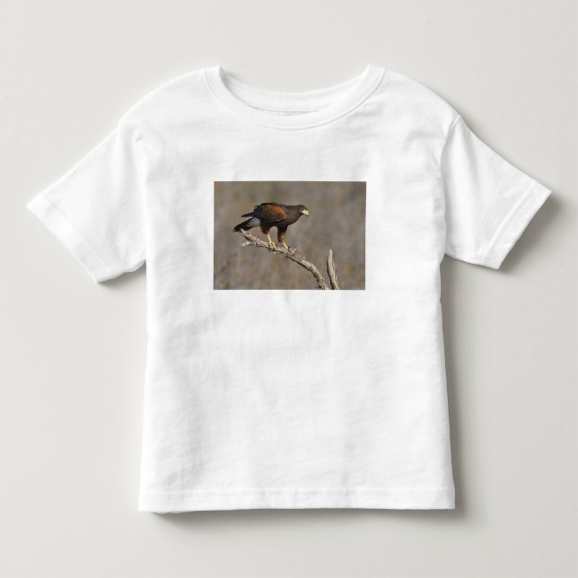 Camiseta De Bebé Halconcito de Harris posado rapaz (Anverso)